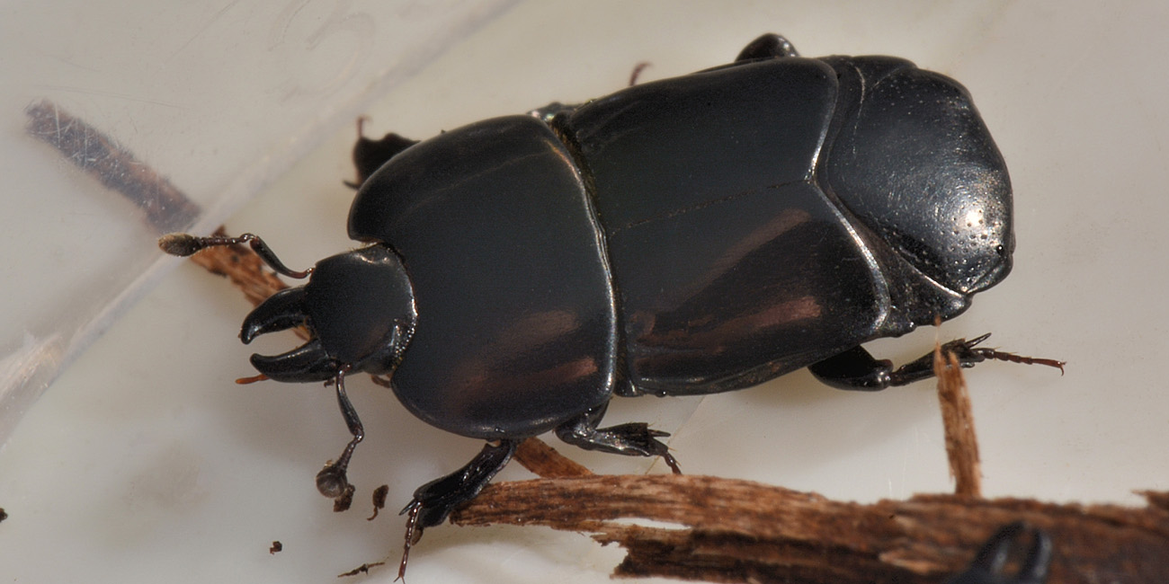 Histeridae: Hololepta plana